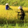 Jadi Pionir dan Role Model Pengembangan Padi Organik di Jawa Barat, Desa Cikurubuk Buahdua Sumedang Patut Dibanggakan