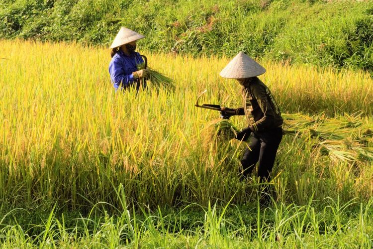 Jadi Pionir dan Role Model Pengembangan Padi Organik di Jawa Barat, Desa Cikurubuk Buahdua Sumedang Patut Dibanggakan