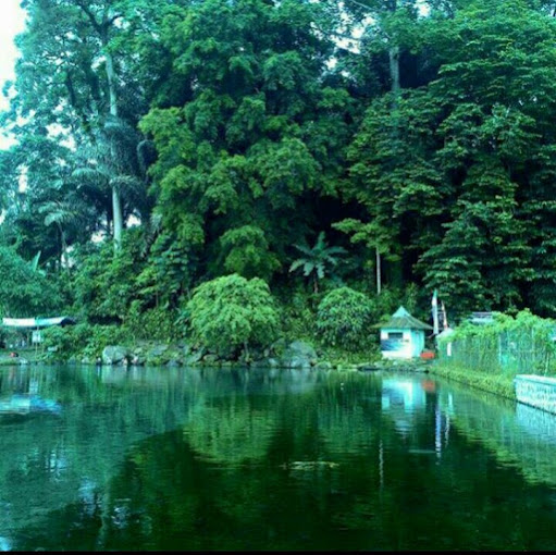 Mengintip Sejarah Pohon 'Raksasa' yang Merupakan Penjaga Kelestarian di Mata Air Cikandung Sumedang