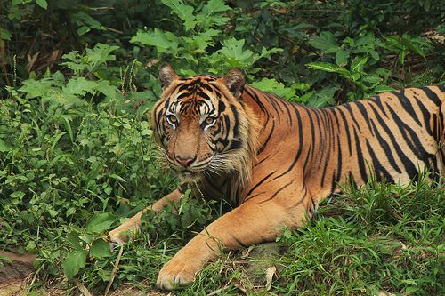 Harimau Sumatera