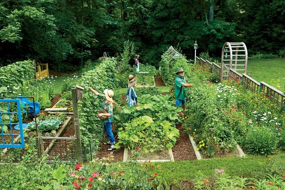 Manfaat Berkebun untuk Kesehatan dan Kesejahteraan