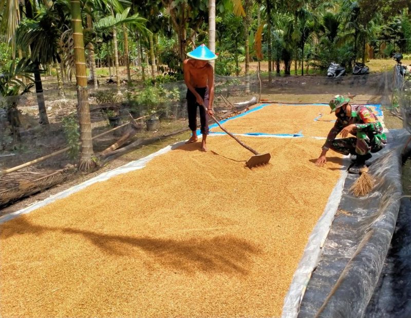 Petani di Sumedang Pilih Konsumsi Hasil Panen Ketimbang Dijual, Khawatir Musim Kemarau Masih Lama