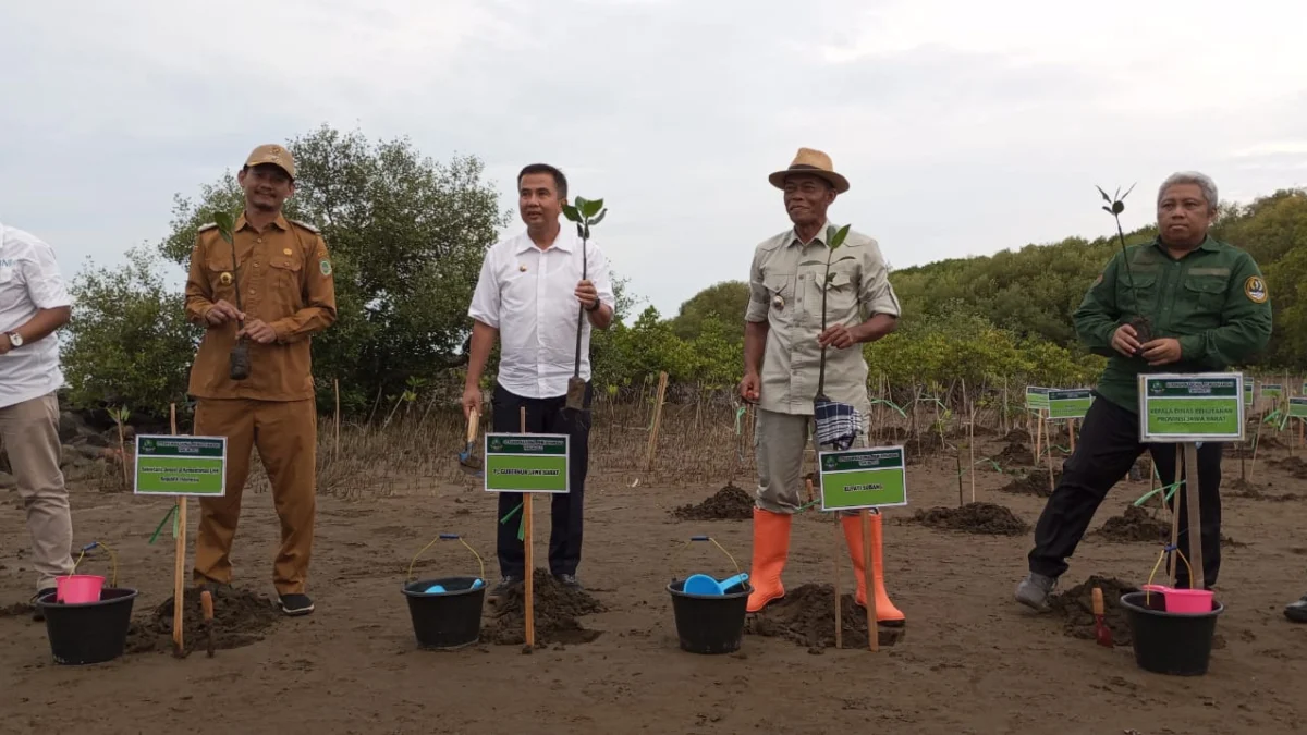 Pulihkan Lingkungan Pantai, Dishut Jabar Tanam Ribuan Pohon Mangrove.