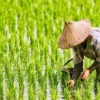 Asuransi Usaha Tani Padi AUTP di Sumedang Perlindungan Masa Depan Petani