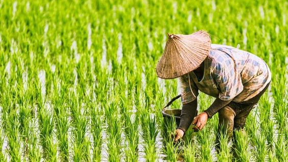 Asuransi Usaha Tani Padi AUTP di Sumedang Perlindungan Masa Depan Petani