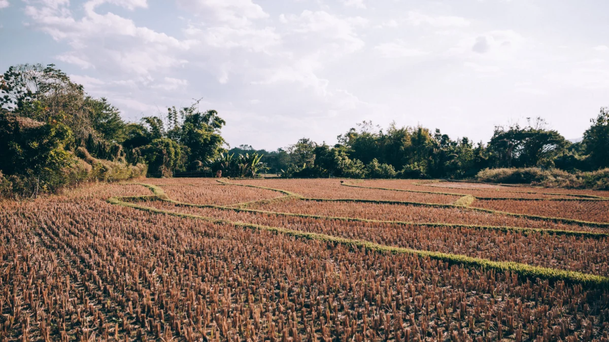 Gagal Panen, Petani Sumedang Dapat Ganti Rugi