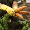 Agribisnis Peternakan dan Pertanian Kembali Bangkit di Tanjungsari Sumedang