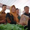 Produksi Tembakau Sumedang