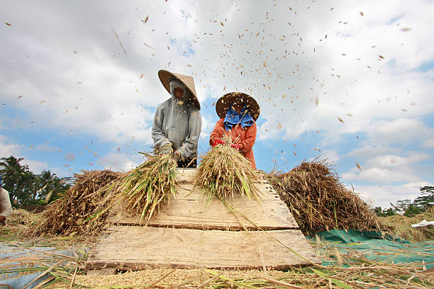 Petani Rancakalong, Sumedang Pilih Simpan Padi Sendiri Daripada Dijual