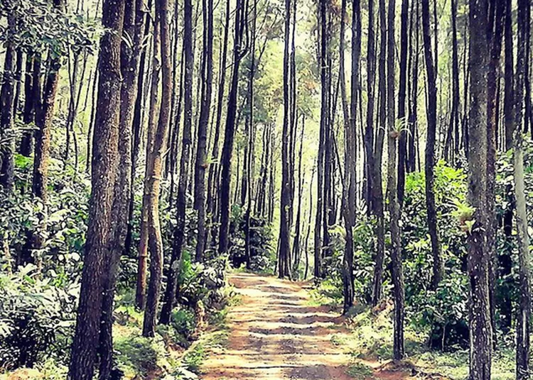 Objek Wisata Cipadayungan Sumedang jadi tempat healing terbaik