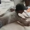 Viral Video Mandi Beras, Bulog Langsung Pecat Buruh dan Kepala Bulog di Mutasi