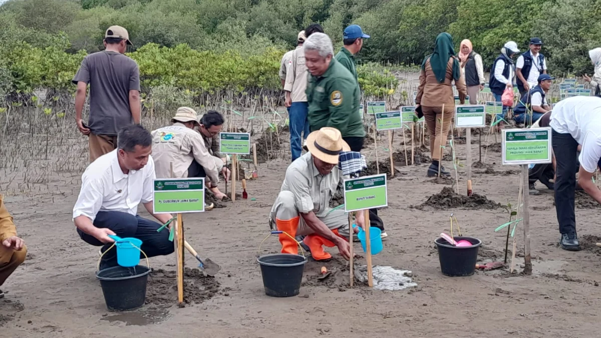 MENANAM: Gubernur Jawa Barat Bey Machmudin didampingi Kadishut Jabar Dodit Ardian Pancapana dan Bupati Subang Ruhimat melakukan penanaman pohon mangrove di Pesisir Pantai Pondok Bali, baru-baru ini.