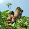 NET ILLUSTRASI PANEN: Petani tengah merawat tembakau di salah satu wilayah Sumedang, baru-baru ini.