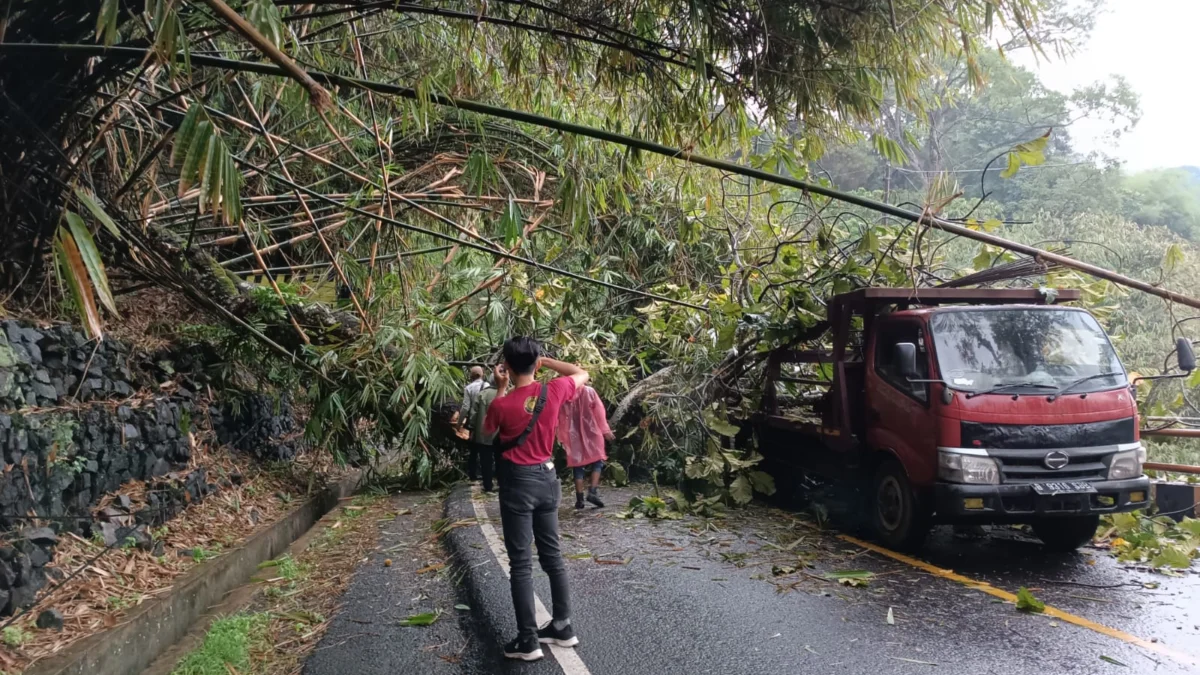 Hati-hati! BPBD Sumedang Sebut Ada 20 Pohon Rawan Tumbang di Cadas Pangeran Setelah Insiden Sebelumnya