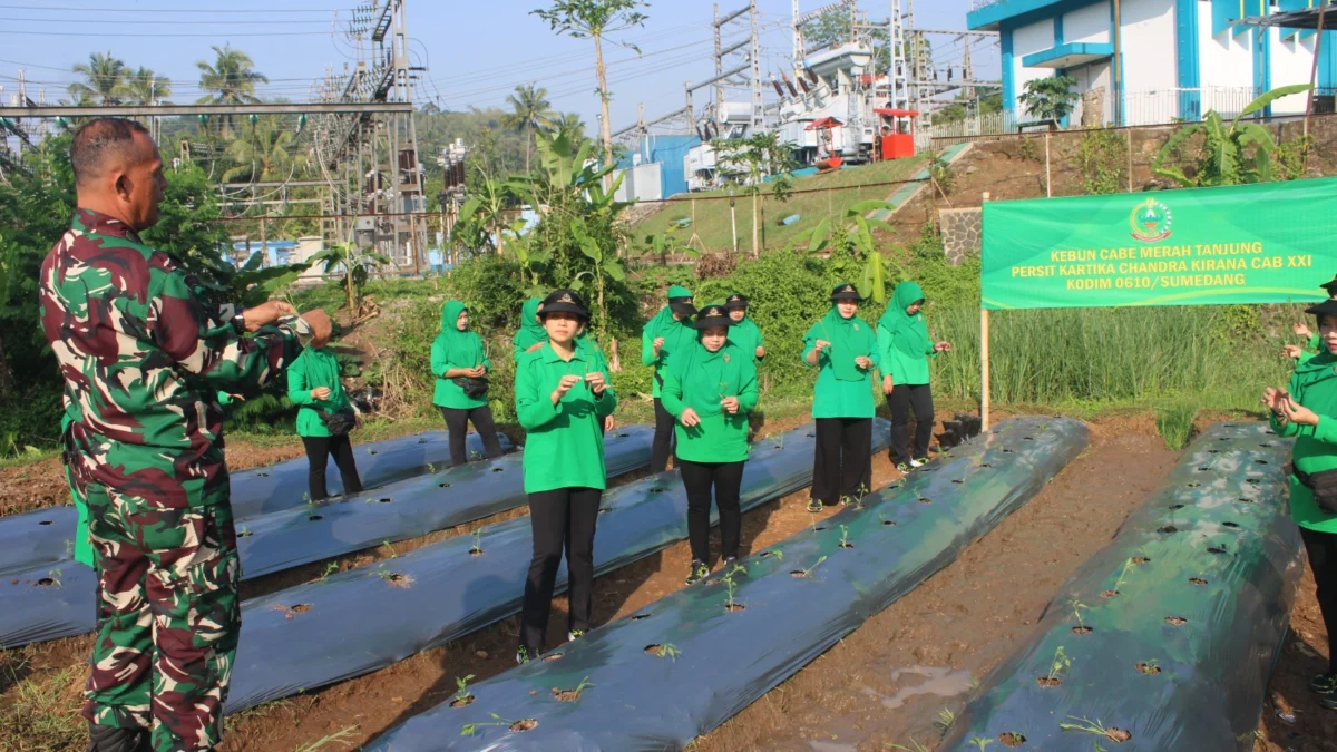 SEMANGAT: Ketua Persit Kartika Chandra Kirana Cabang XXl Dim 0610 Sumedang dr Margaretta Gordon Rambu beserta anggota melaksanakan tanam cabai di lahan Makodim 0610/Sumedang, kemarin.