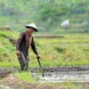 Musim Kemarau Segera Berakhir, Para Petani di Sumedang Siap Bercocok Tanam