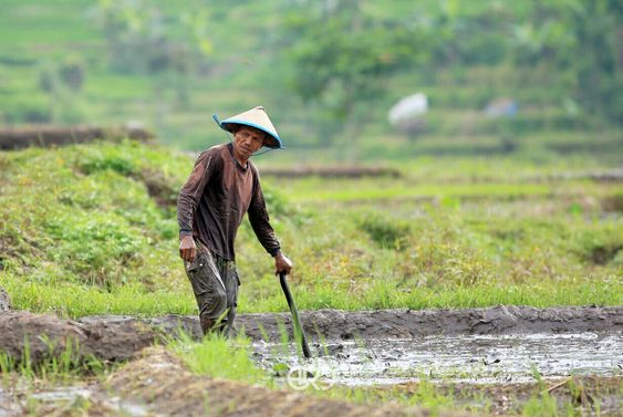 Musim Kemarau Segera Berakhir, Para Petani di Sumedang Siap Bercocok Tanam