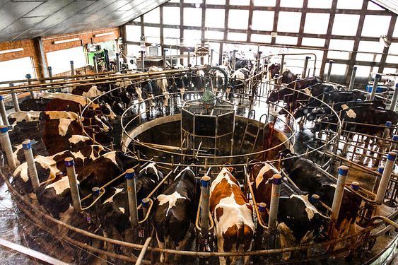 Normalisasi Susu Sapi Sebagai Solusi Produktivitas Peternak Sapi Perah di Desa Sindangalih Sumedang Normalisasi Susu Sapi Sebagai Solusi Produktivitas Peternak Sapi Perah di Desa Sindangalih Sumedang