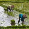 Masuk musim hujan petani Sumedang mulai menggarap sawah setelah kemarau panjang