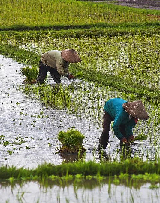 Masuk musim hujan petani Sumedang mulai menggarap sawah setelah kemarau panjang