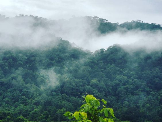 Mengenal Hutan Adat yang Dibahas Gibran di Debat Cawapres: Yuk Simak!