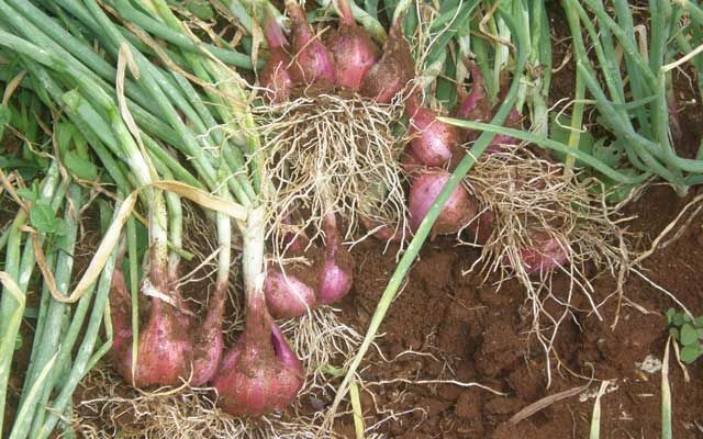 Bisnis Budidaya Bawang Merah dan Bawang Putih