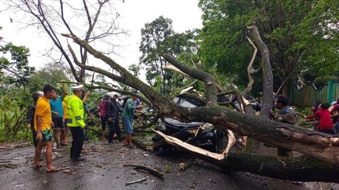 Ini Deretan Daerah Rawan Pohon Tumbang di Sumedang, Waspadai Jika Lewat ke Jalan Ini