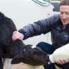 Mark Zuckerberg Mulai Jadi Peternak Sapi di Hawaii, Sekelas Bos Meta Jadi Peternak