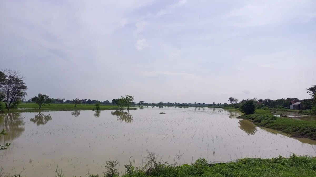 TERGENANG: Puluhan Hektar sawah di Blok Borojol Desa Sukamulya Kecamatan Ujungjaya terendam air, baru-baru ini.