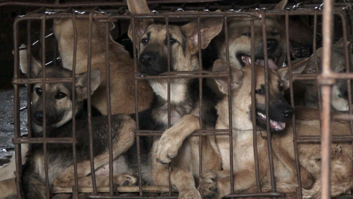 Sumedang Lawan Perdagangan Daging Anjing, Sepaham Dengan 14 Daerah di Jabar