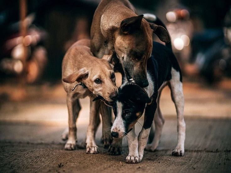 Perdagangan Daging Anjing