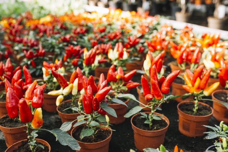 Panduan Menanam Cabe di Rumah 