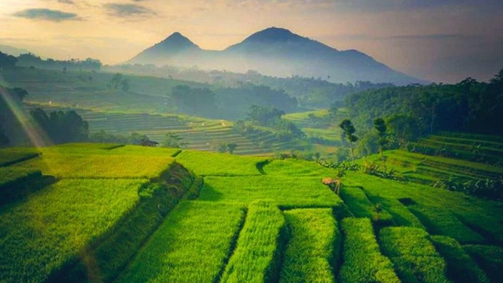 1000 Hektar Sawah di Sumedang Akan Dapat Asuransi Usaha Tani Padi Tahun 2024