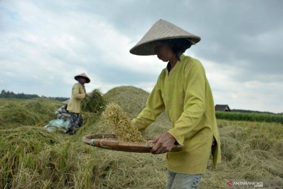 Meningkatkan Produksi Beras