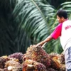 Fix! 20 Juta Petani Sawit Pilih Capres Ini