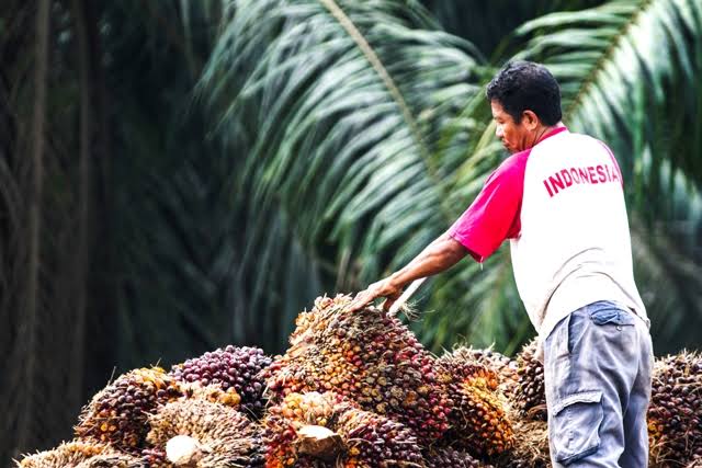 Fix! 20 Juta Petani Sawit Pilih Capres Ini