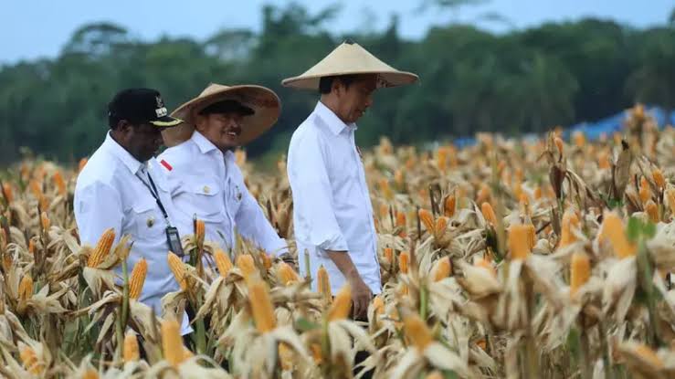 Dicap Proyek Gagal, Ini 12 Lokasi Food Estate