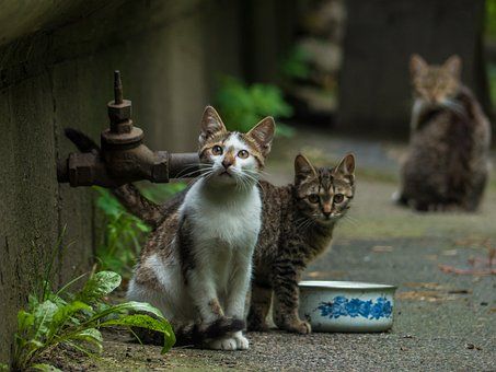 Kucing Liar Melukai Warga, Korban Terluka Parah di Sumedang!