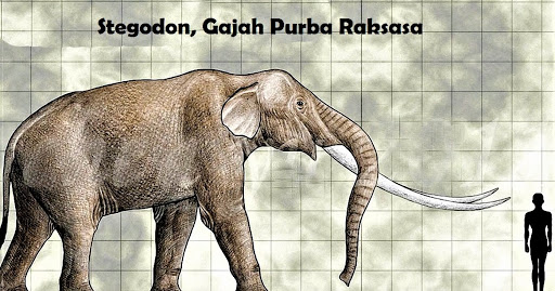 Mengenal Gajah Purba Jenis Stegodon yang Hidup di Sumedang Pada Zaman Dulu