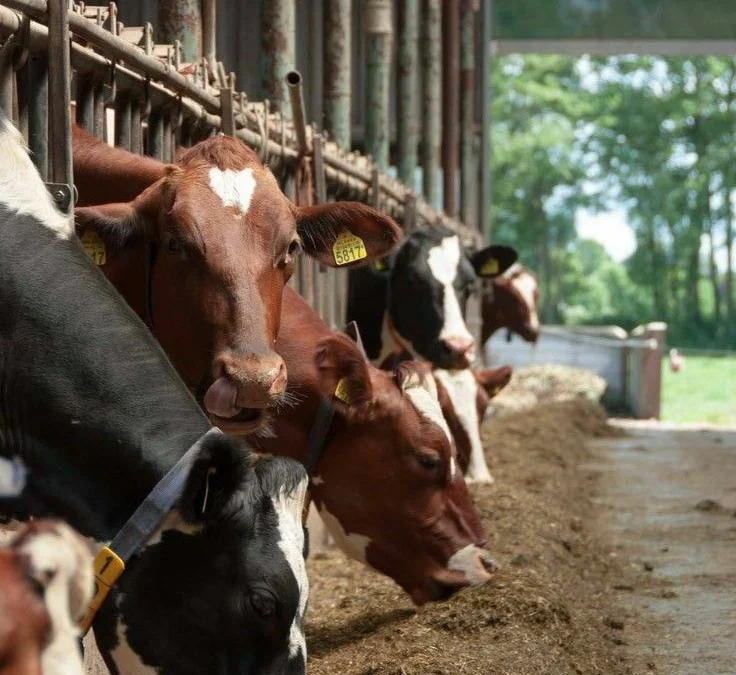 Potensi Peternakan di Sumedang Menggali Peluang dan Menyelesaikan Ketergantungan