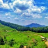 Perkebunan Teh Margawindu Sumedang, Foto : X @JazuliAsep)