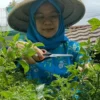 Program BRInita Sukses Jadikan Kelurahan Padjajaran Bandung Jadi Percontohan Urban Farming