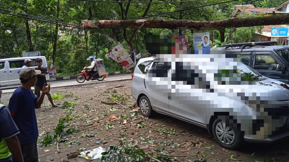 Pohon Tumbang di Gunung Kunci Sumedang