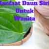 3 Manfaat Daun Sirih Untuk Kesehatan Wanita Dan Cara Menggunakannya, Kalian Para Wanita Harus Tahu Ini!