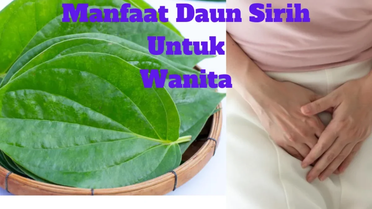 3 Manfaat Daun Sirih Untuk Kesehatan Wanita Dan Cara Menggunakannya, Kalian Para Wanita Harus Tahu Ini!