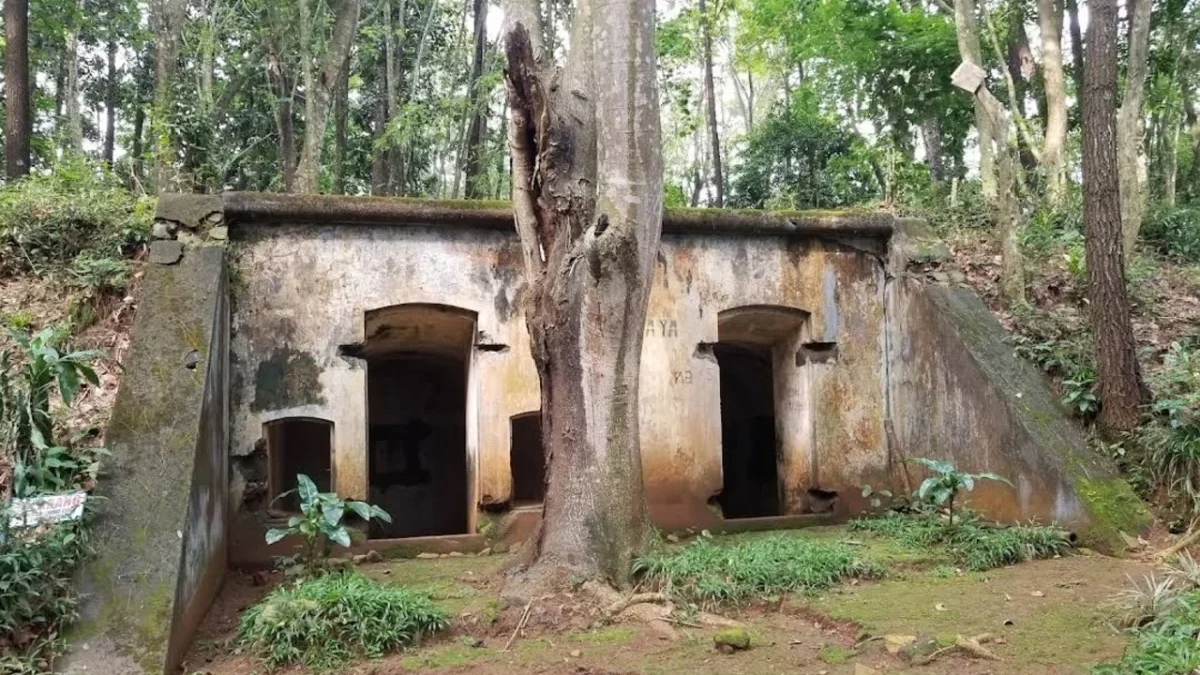 Menjejak Sejarah Tahura Gunung Palasari, Keindahak Alam Pinus