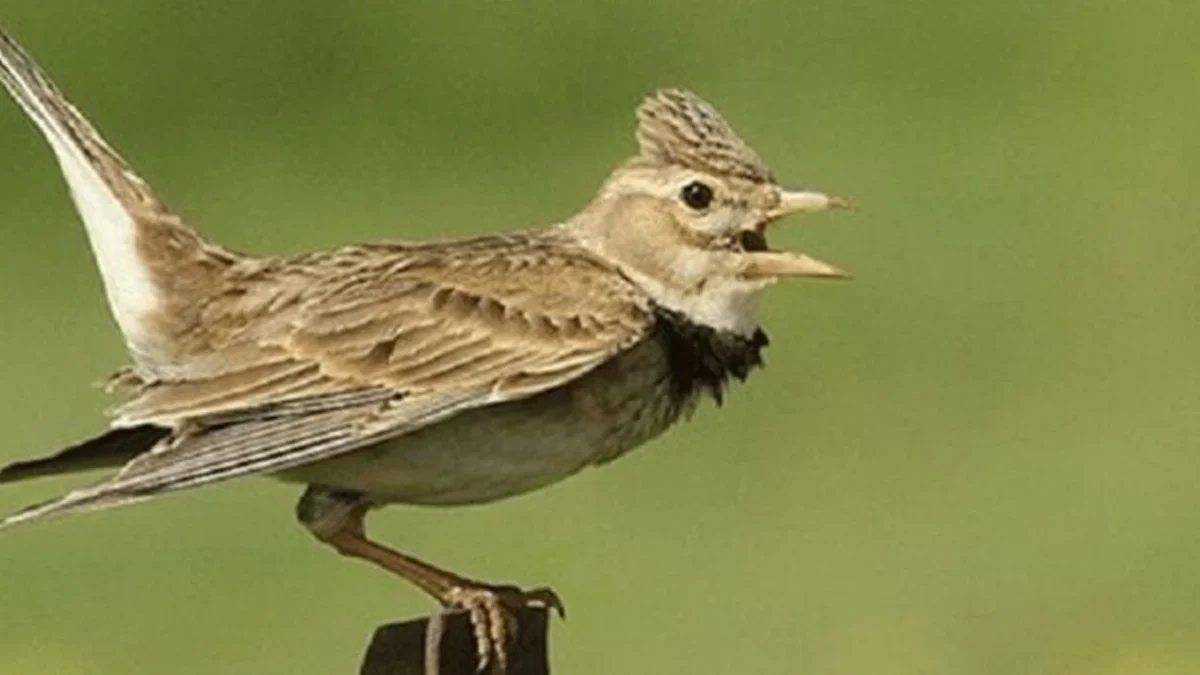 Cara Bikin Burung Branjangan Gacor, Setelah Gacor Gila Dijual Seharga 25juta Astagfirullah Banget