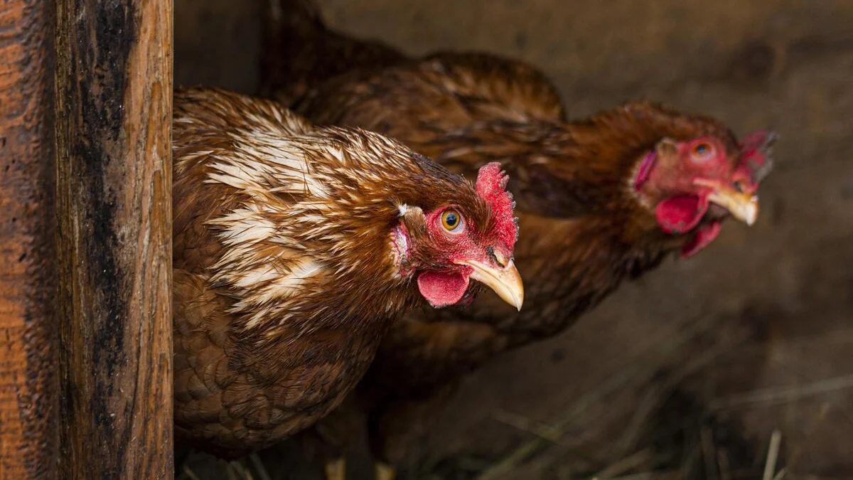 Beternak Ayam Kampung, Bisnis di Desa Rejeki di Kota