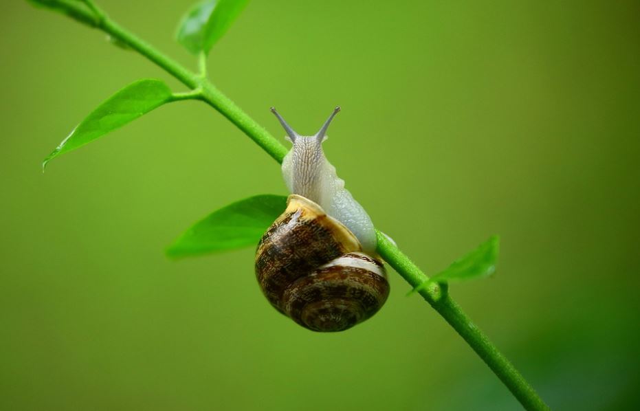 Lendir Siput untuk Kecantikan, Ini 5 Manfaatnya!