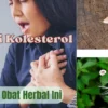 5 Obat Herbal Untuk Kolesterol, Solusi Alami Untuk Kesehatan tanpa Efek Samping